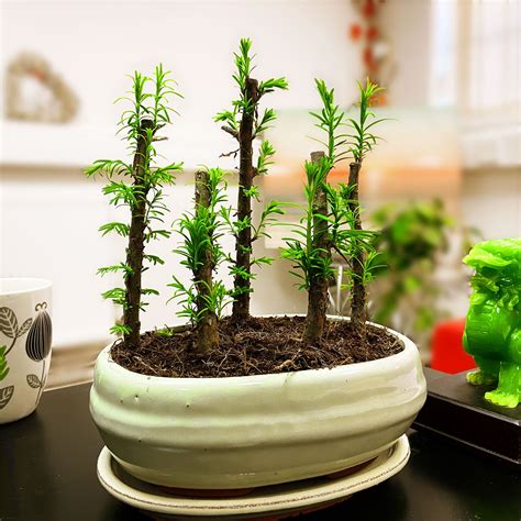 ebay bonsai outdoor.